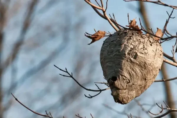 OSP Sulęcin usunęło gniazdo szerszeni na boisku w Solcu