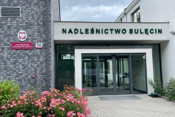 Buk obradza raz na 6–8 lat. Leśnicy z Sulęcina nie przegapią tego roku nasiennego
