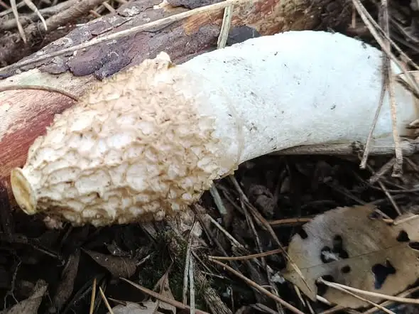Sromotnik smrodliwy – grzyb, który budzi obrzydzenie, ale pełni ważną rolę w lesie